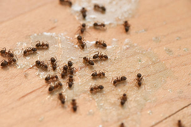 Best Pest Removal Services  in Douglas, GA