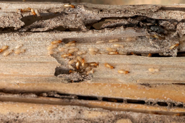 Best Flea Control Services  in Douglas, GA